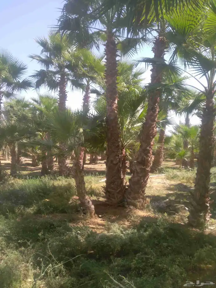 نخل للبيع 4