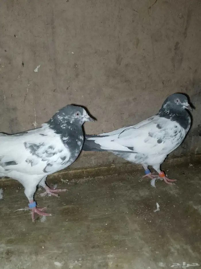 حمام باكستاني تيد طيار 2