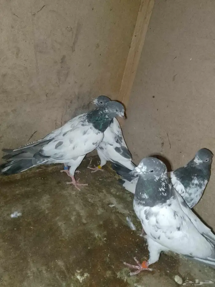 حمام باكستاني تيد طيار 4
