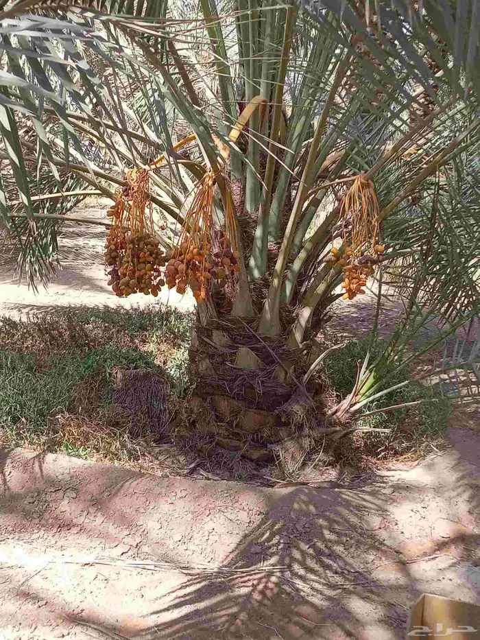 نخيل للبيع وشاري يسوم جمله وتفرد حتا واحده 1