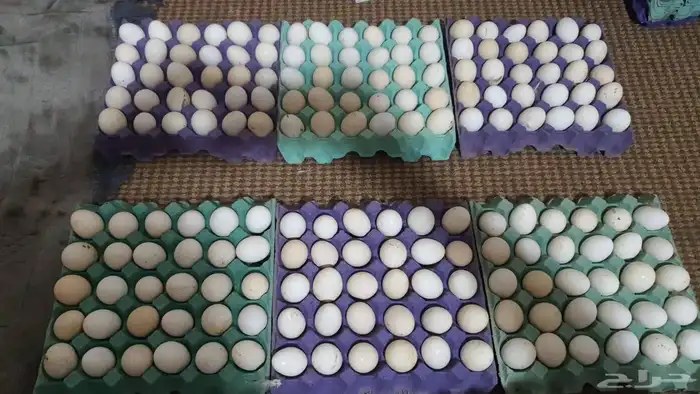 بيض دجاج بلدي الاكل تجميع بشكل يومي 0