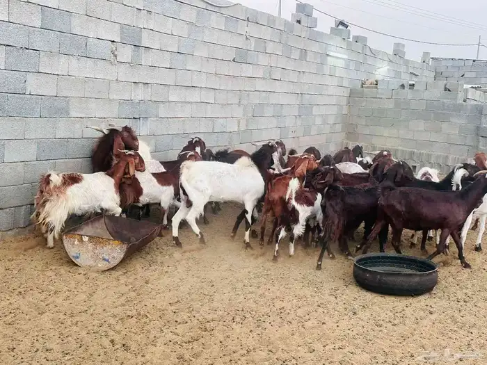الطائف حي الواصليه 5