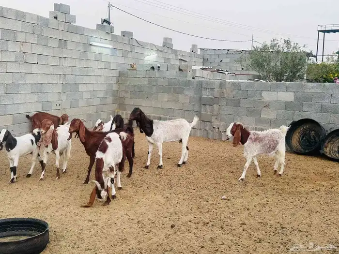 الطائف حي الواصليه 4