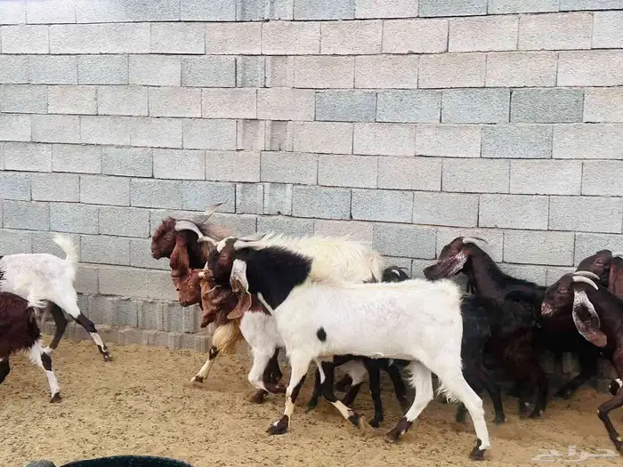 الطائف حي الواصليه 3
