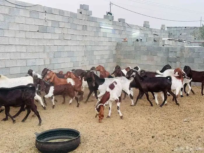 الطائف حي الواصليه 10
