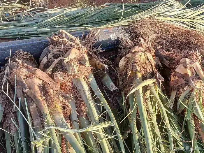 يوجد لدينا فسايل عجوه صفاوي مجدول صقعي 1