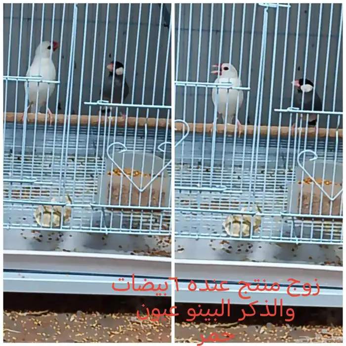جاوا 2