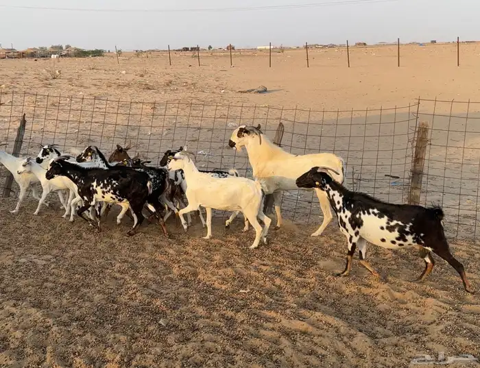 ماعز للبيع 3