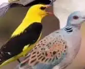 صفار شرط نظافه وشحم 0