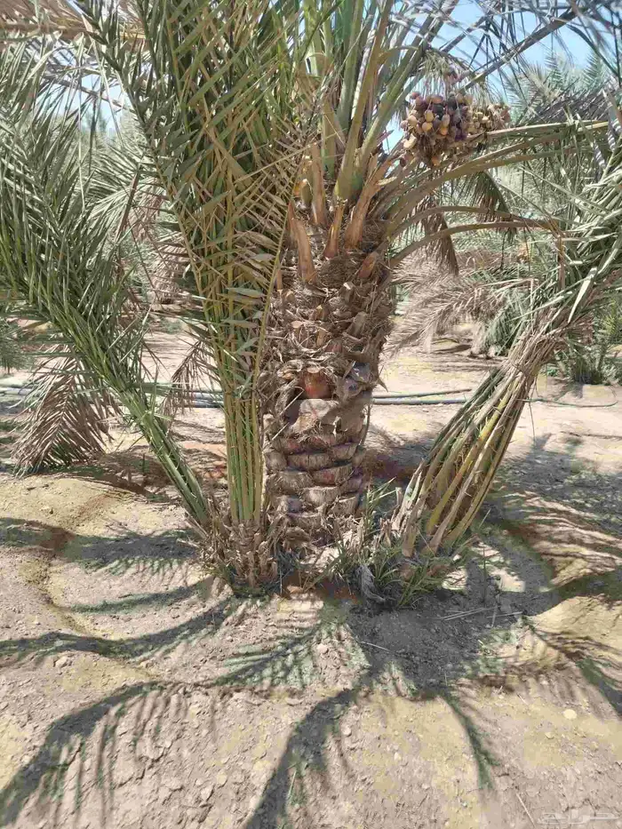 نخيل مثمر للبيع صقعي سكري اخلاص هلالي مجدوله شيشي خضري 9