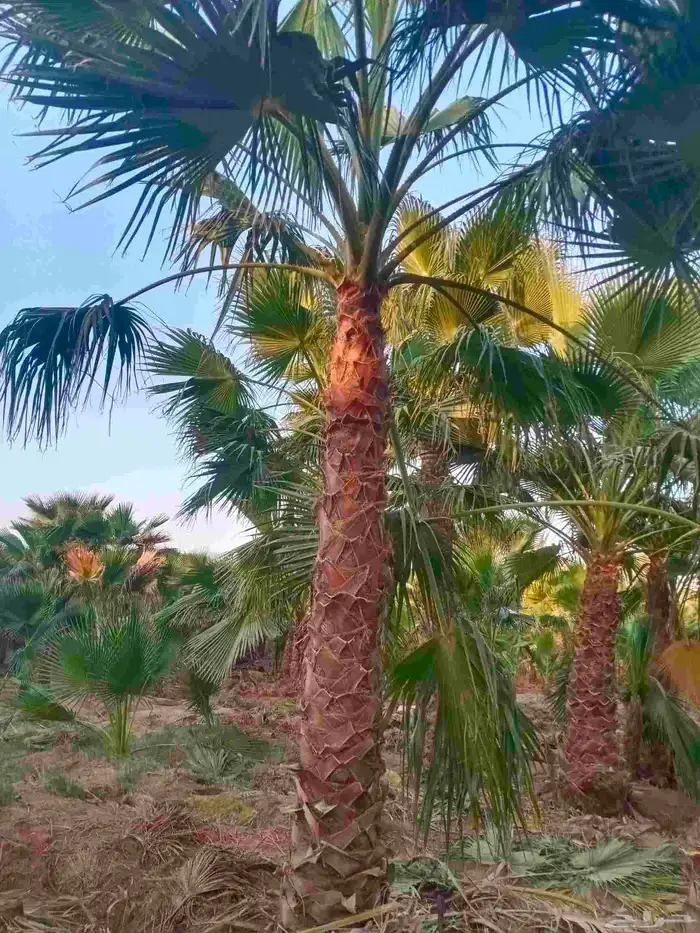 نخل واشنطني واشنطن زينه امريكي 6