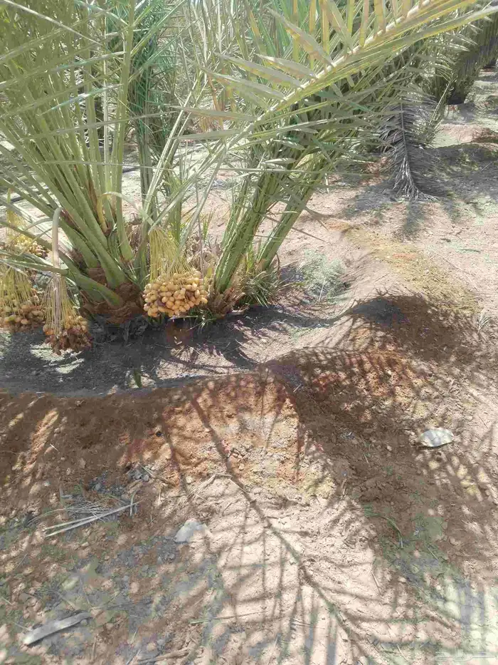 نخيل مثمر للبيع صقعي سكري اخلاص هلالي مجدوله شيشي خضري 8