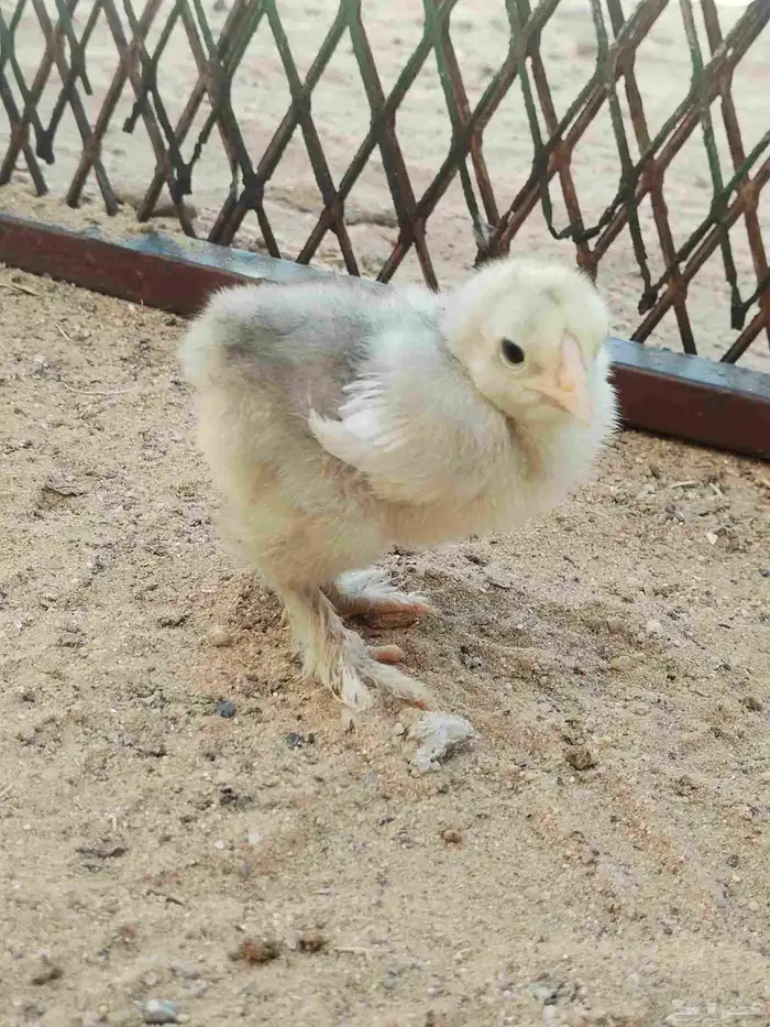 براهما 3