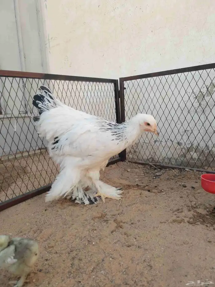 براهما 1