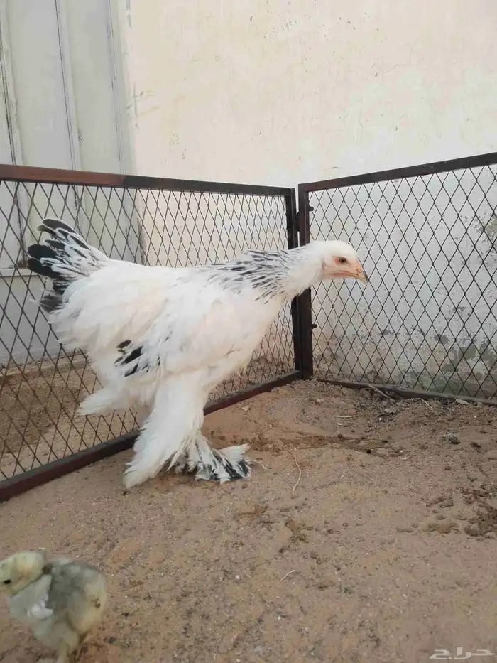 براهما 2