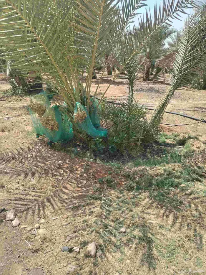 نخيل مثمر للبيع صقعي سكري اخلاص هلالي مجدوله شيشي خضري 7