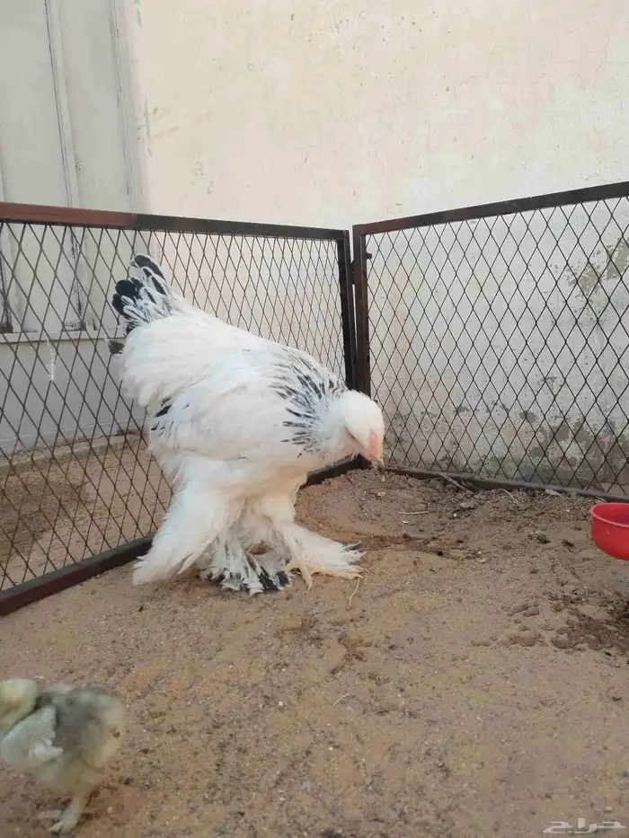 براهما 0