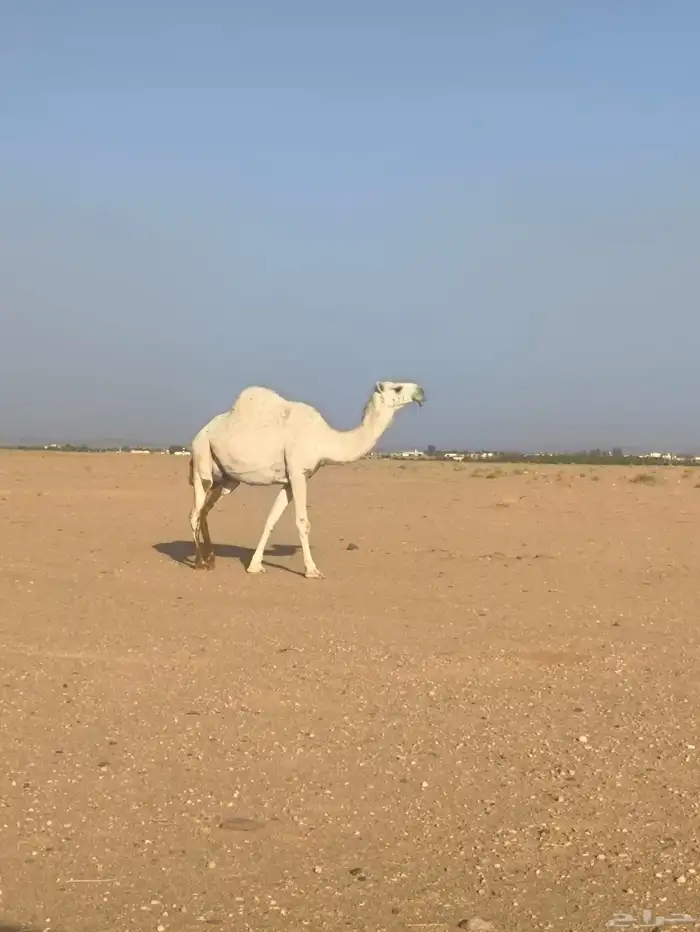 اللبيع القحه 4