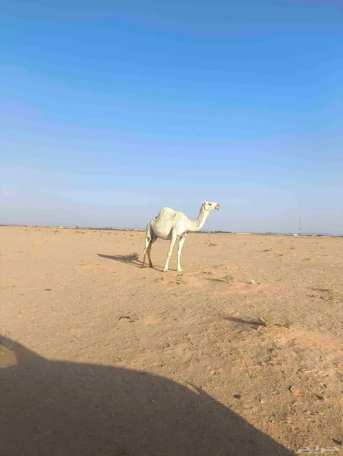 اللبيع القحه 2