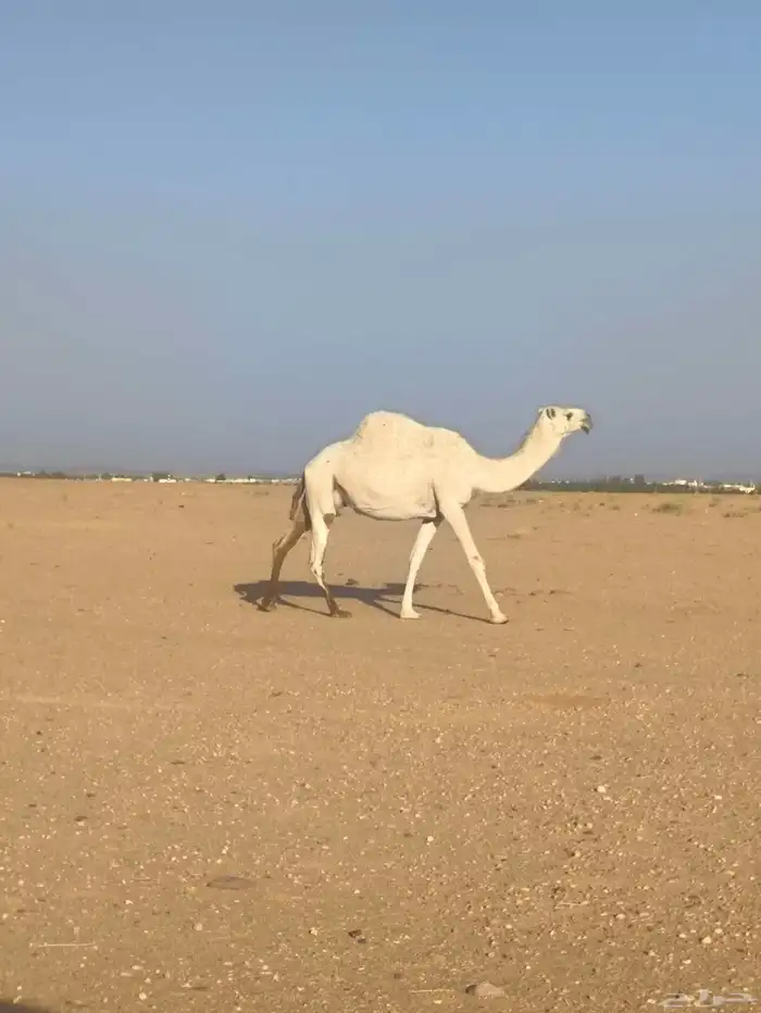 اللبيع القحه 0