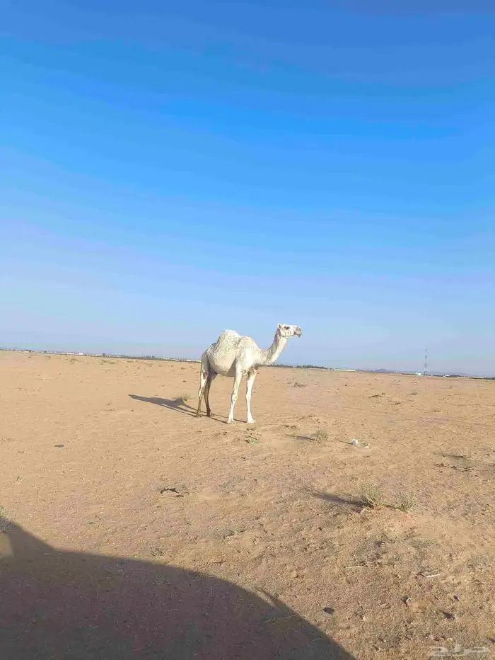 اللبيع القحه 3