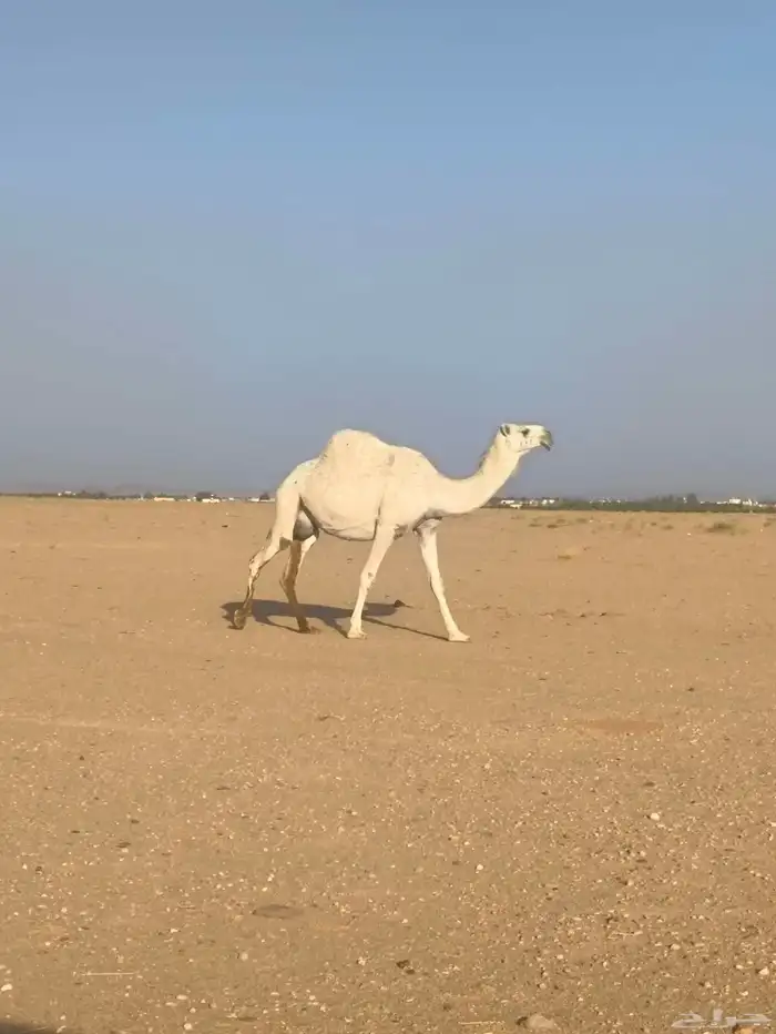 اللبيع القحه 1