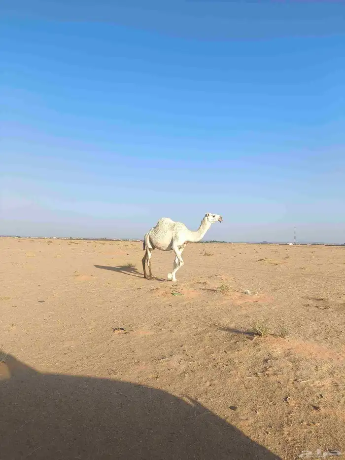 اللبيع القحه 5