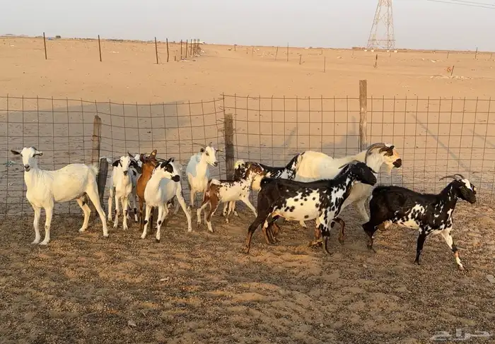 ماعز للبيع 0