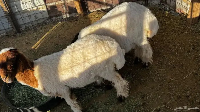 جذعات نعيم 2