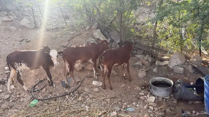 بقر للبيع 2