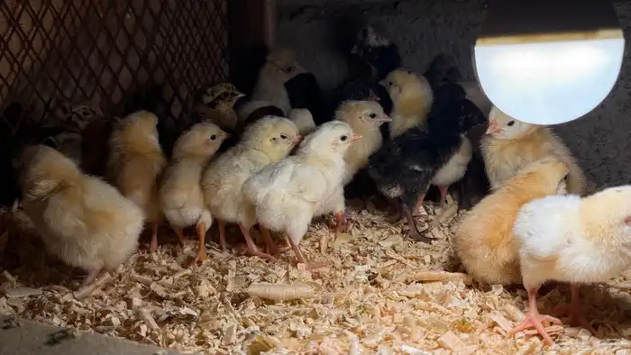 صوص بلدي فواتح 2