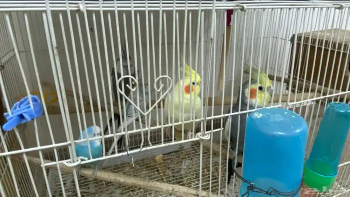 طيور للييه 8
