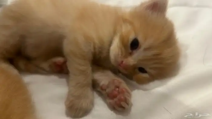 cat for sale 1