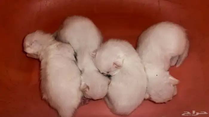 انتاج جديد مواليد1 10 2025 شيرازي مهجن لون ابيض عسلي 3