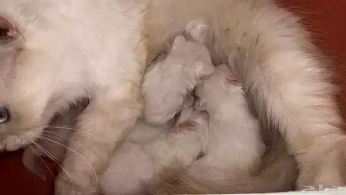 انتاج جديد مواليد1 10 2025 شيرازي مهجن لون ابيض عسلي 0