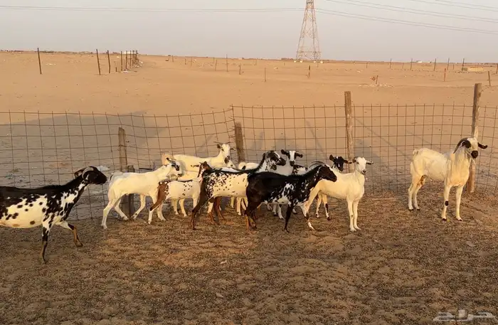 ماعز للبيع 2
