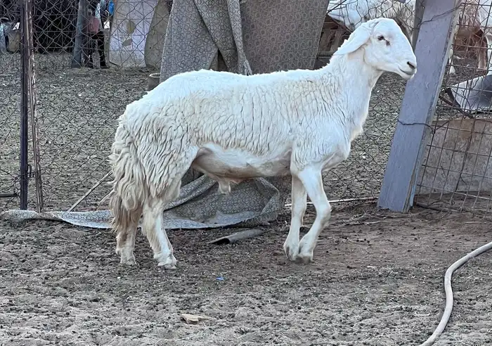 خروف حري صنف 0