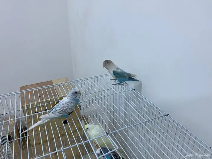 طيور للييه 6