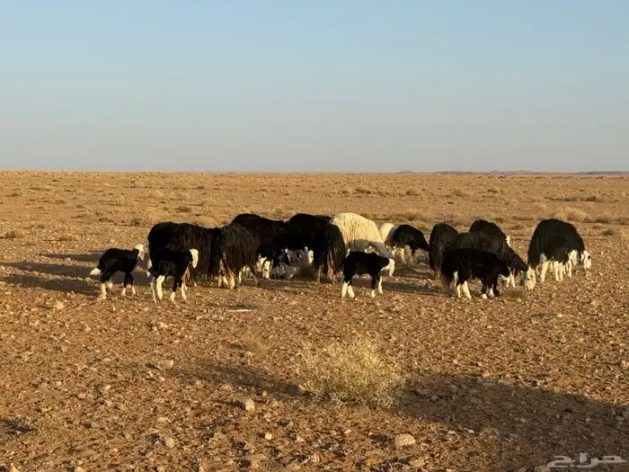 sheep 0