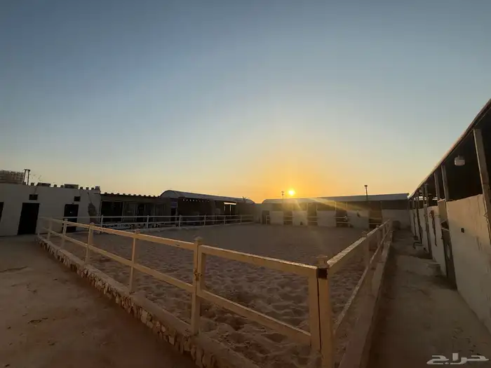 ايواء خيل  مفرق رماح 9