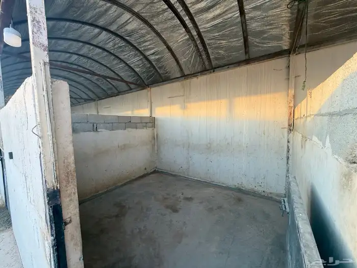 ايواء خيل  مفرق رماح 2