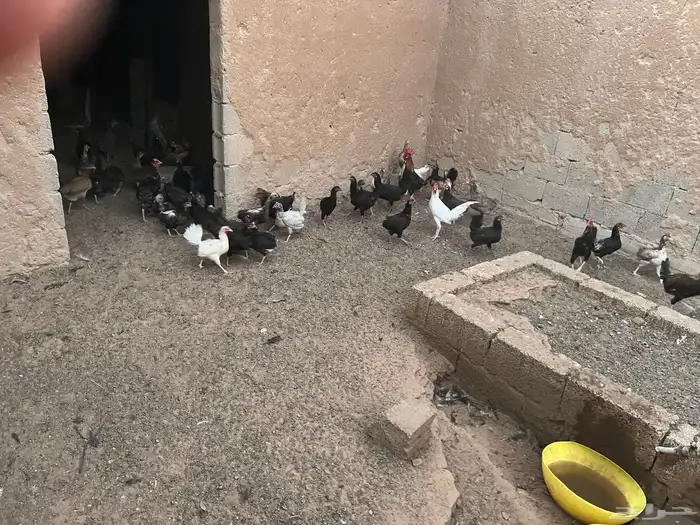 ام رجوم 2
