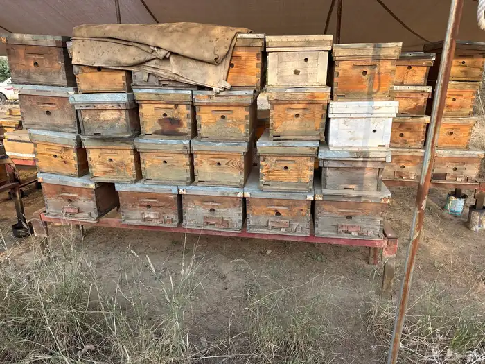 الخضراء ابوعريش 1