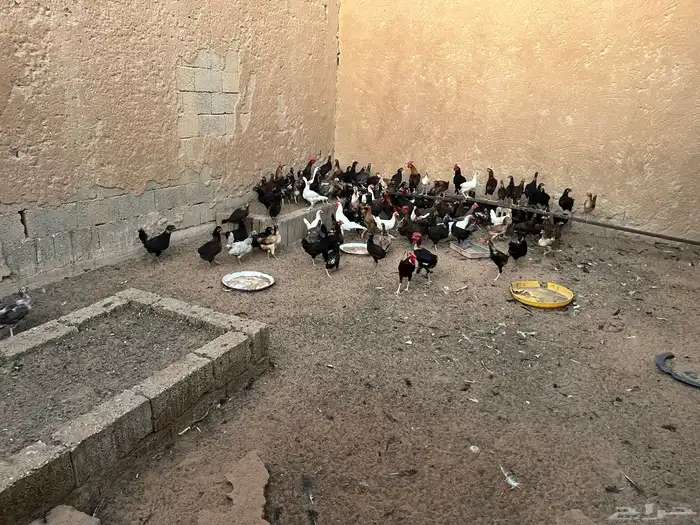ام رجوم 6