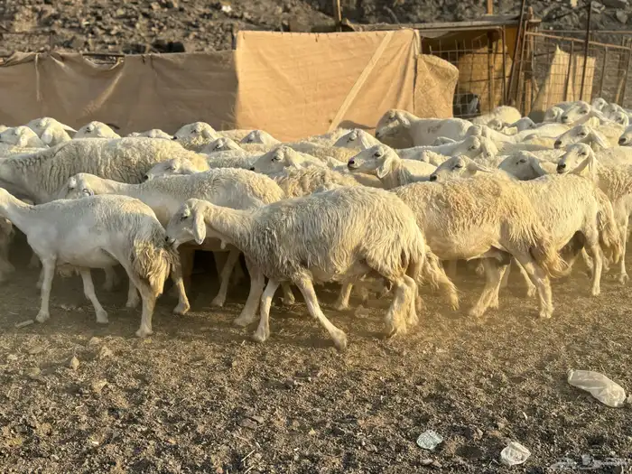 ضان حريات حرش 3