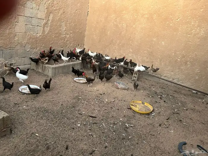 ام رجوم 4