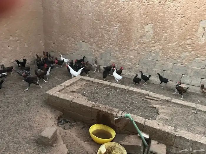 ام رجوم 5