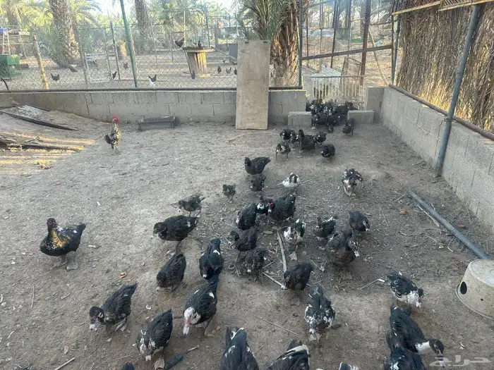 بط حمام 0