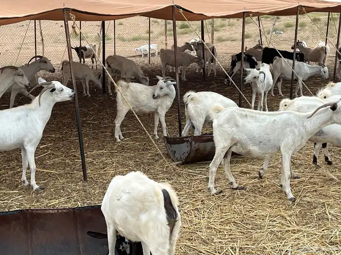 مراح كامل غنم للبيع العدد حول من90الى 95 فيها تسعه ولد 2