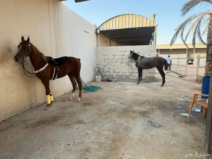 ايواء خيل  مفرق رماح 12